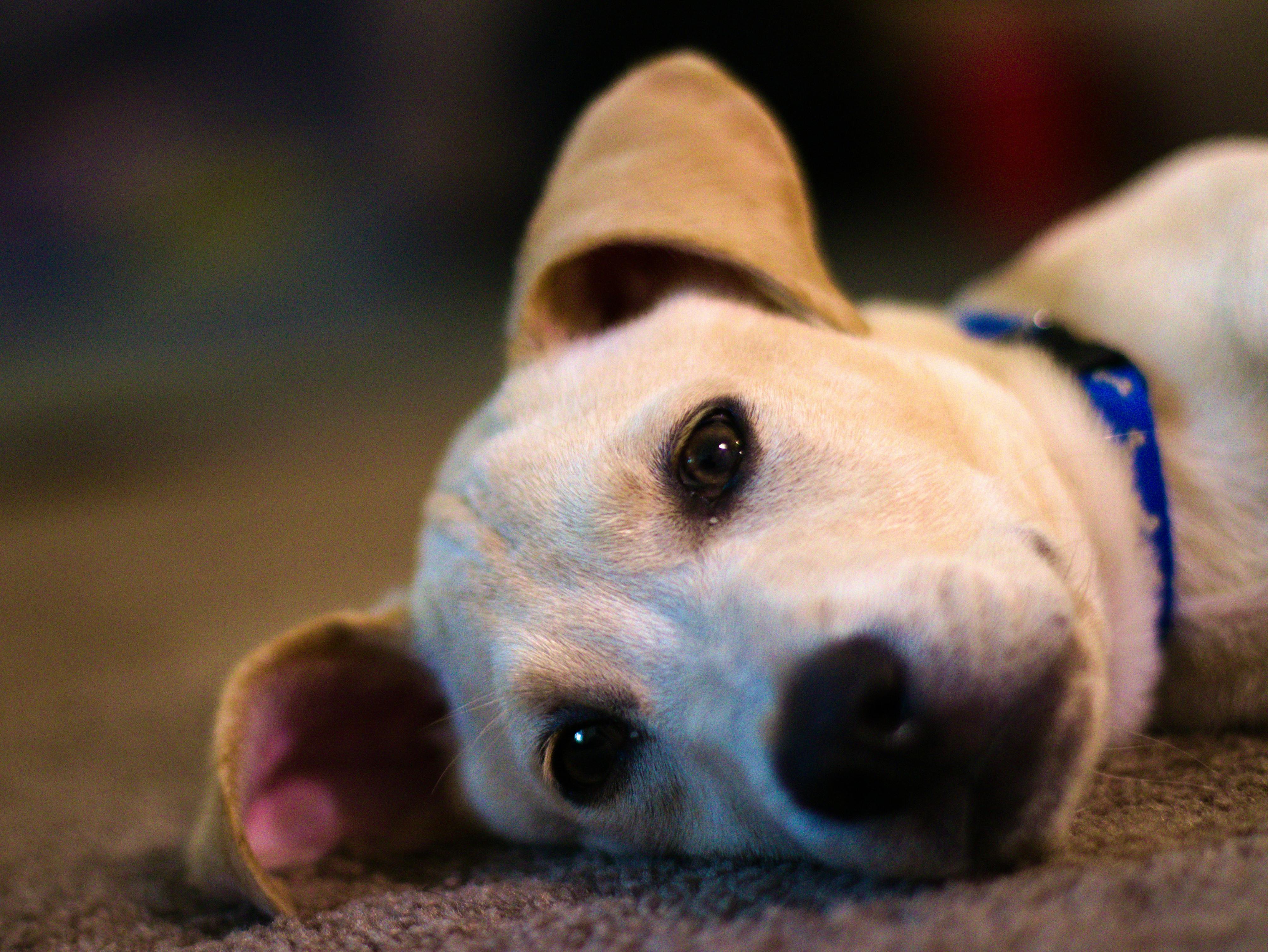 稲野辺獣医師連載vol 11 秋は要注意 季節の変わり目に多い犬の健康トラブルと対策を解説 稲野辺獣医師連載vol 11 秋は要注意 季節の変わり目に多い犬の健康トラブルと対策を解説