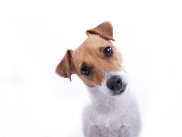 dog image