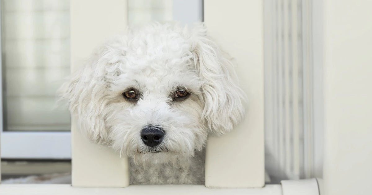 10 Anxious Dog Breeds And How to Help Them
