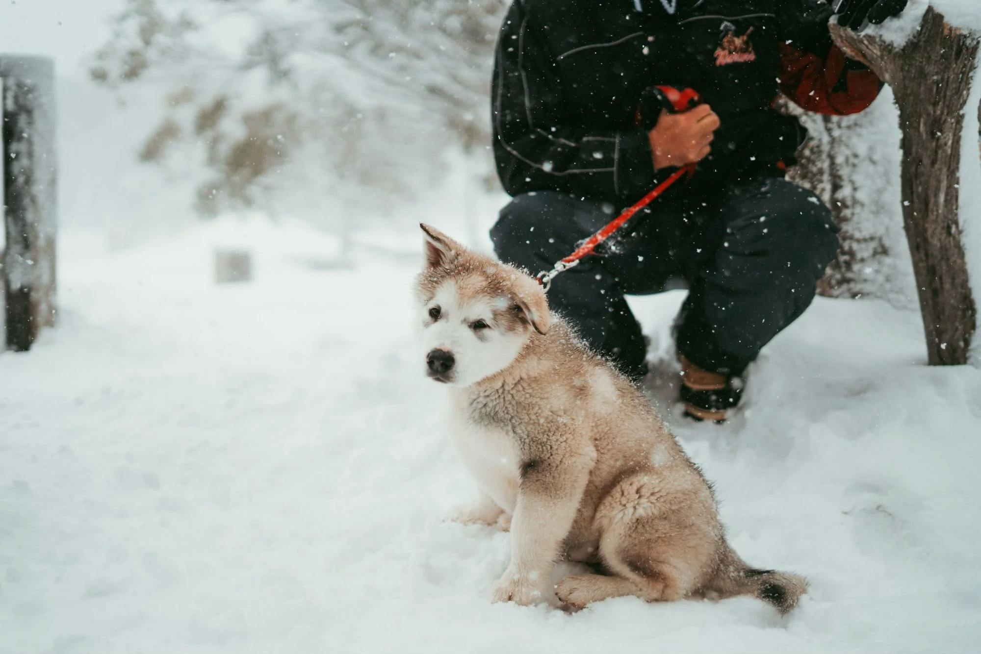 how do you take care of an outdoor dog in the winter