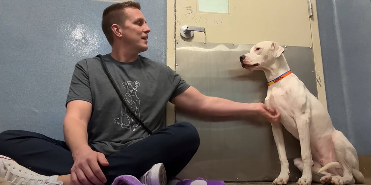 Image of a man scratching a Dogo Argentino mix on the chest.