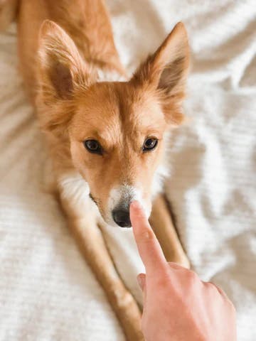 dog image