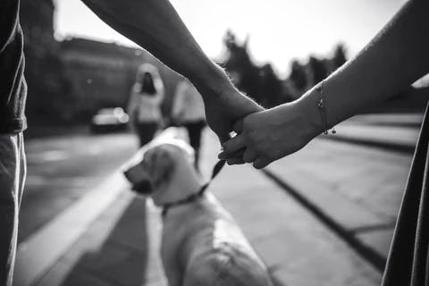 dog image