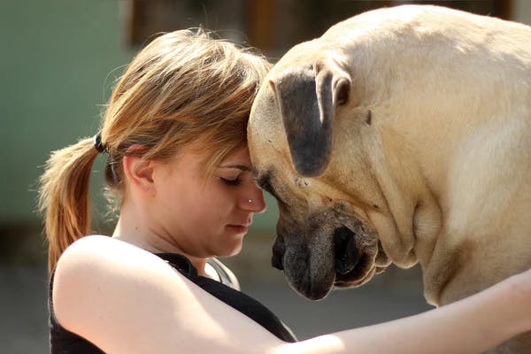 dog image