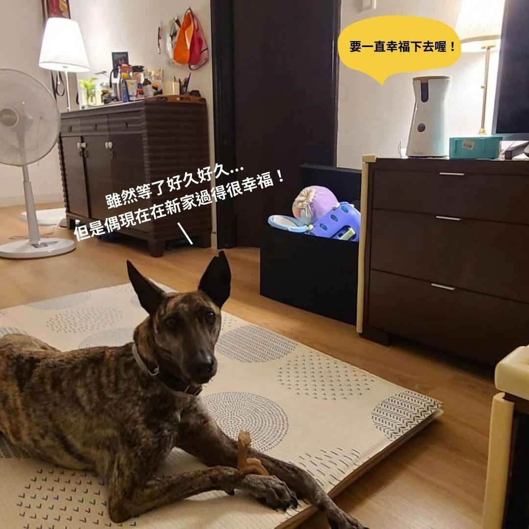 狗狗在新家