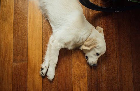 dog lying on the floor