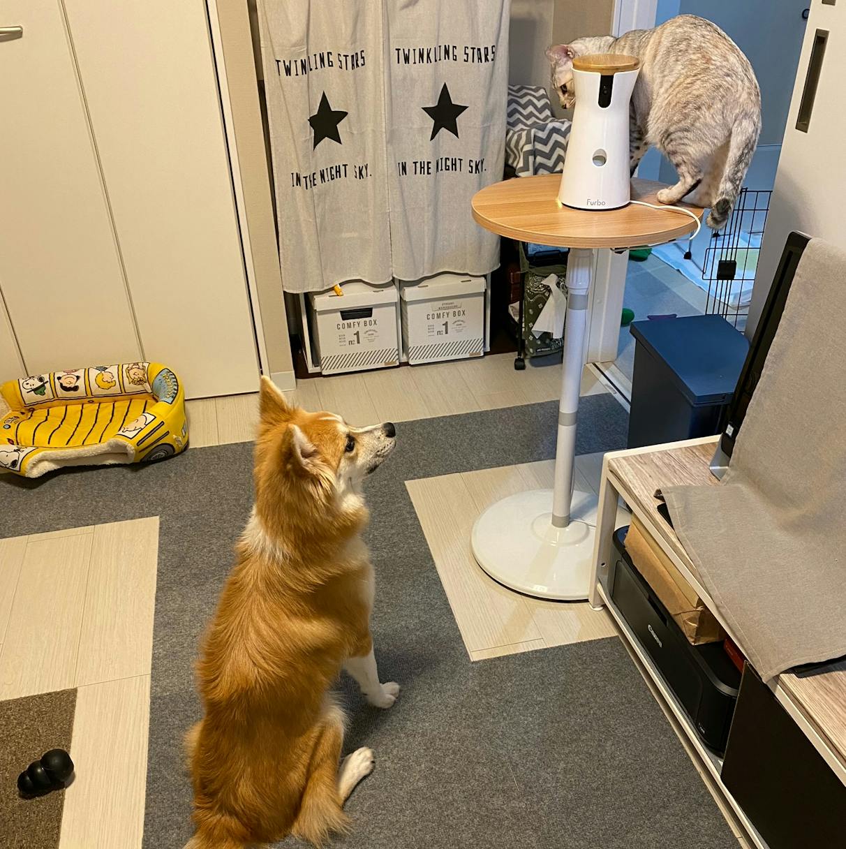 保護犬ブログ