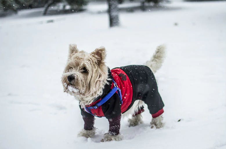 Dog wear sweater