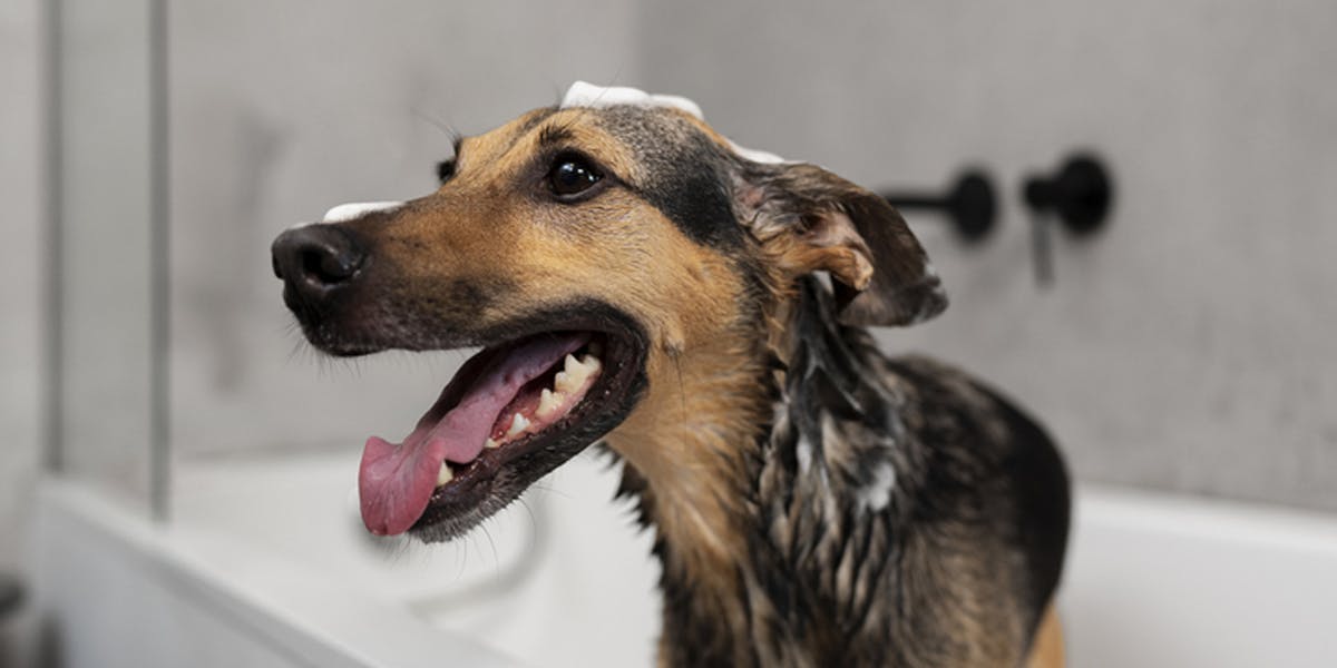 dog getting a bath