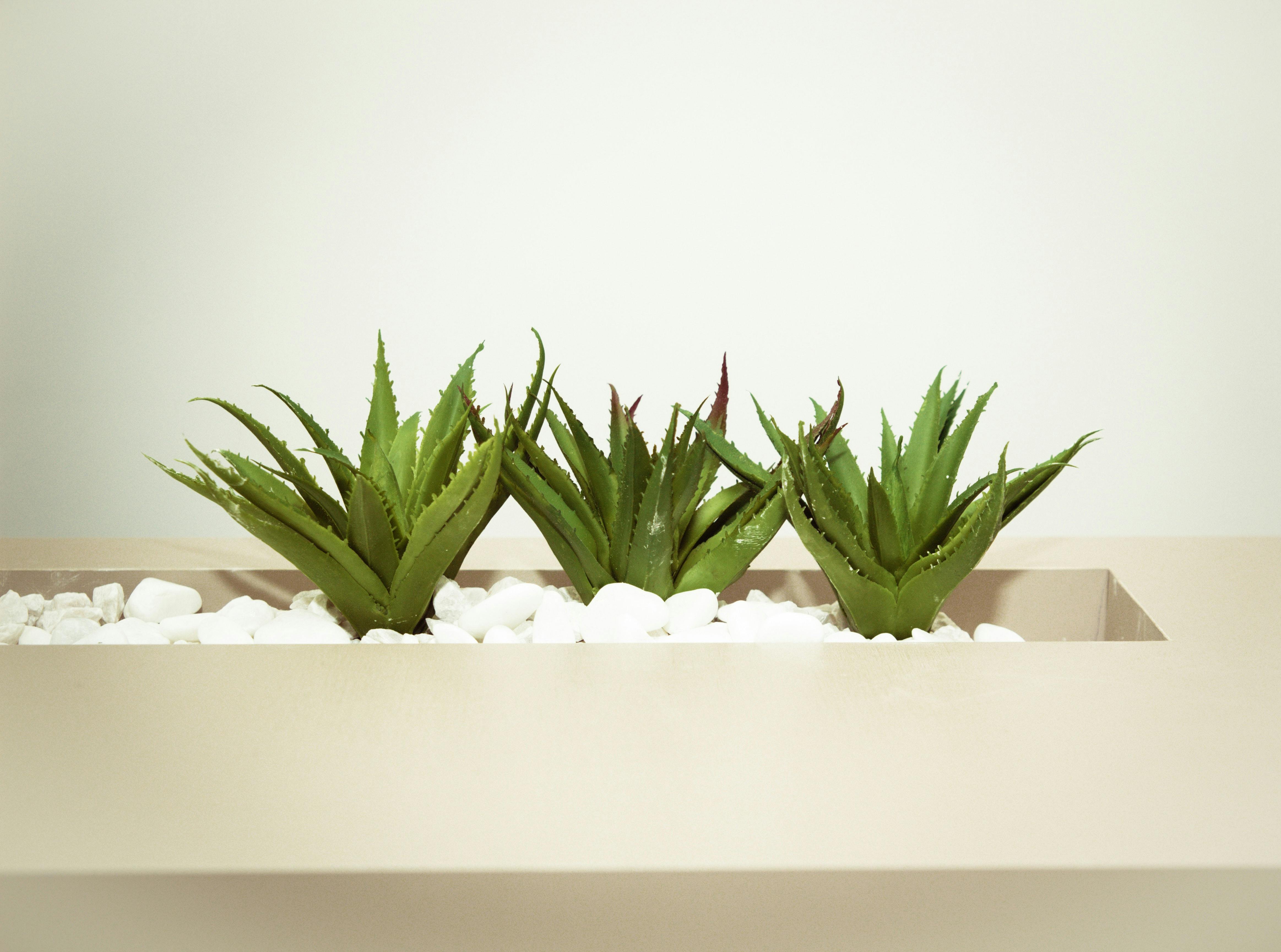 蘆薈植物