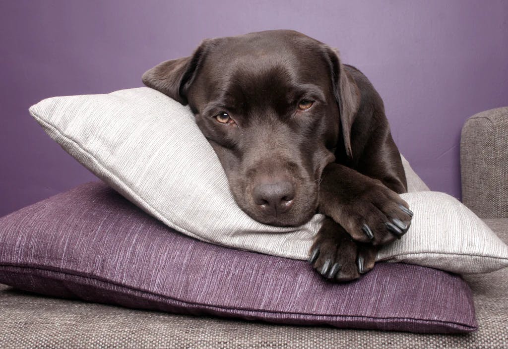 dog image