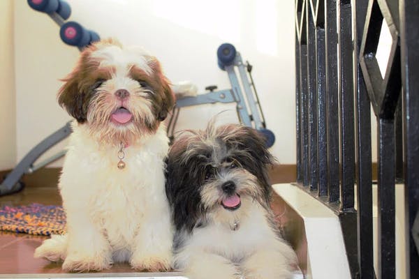 can lhasa apso be left alone at home