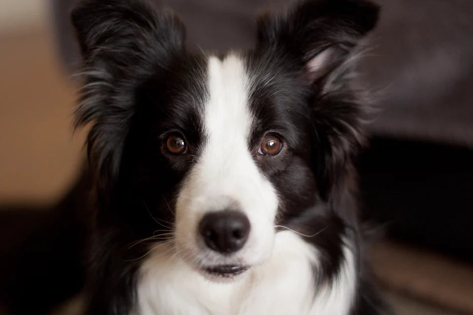dog staring at you