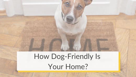 how can i make my home dog friendly