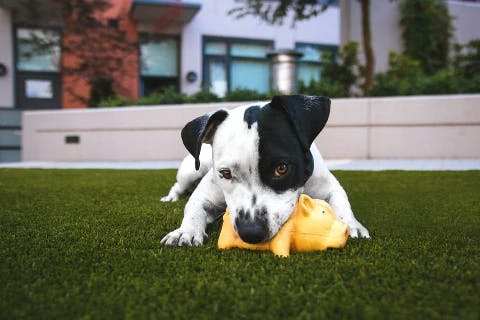 Dog playing toys