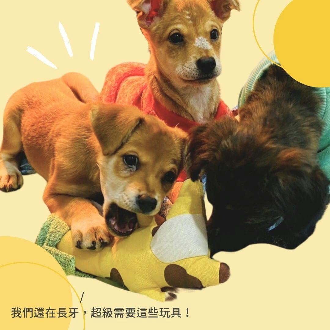 浪浪玩玩具