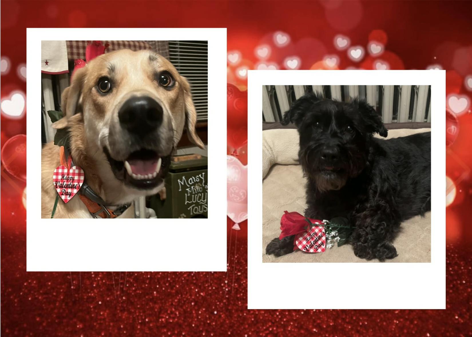2 polaroid photos feature dogs holding valentines | Furbo celebrates Galentine's Day