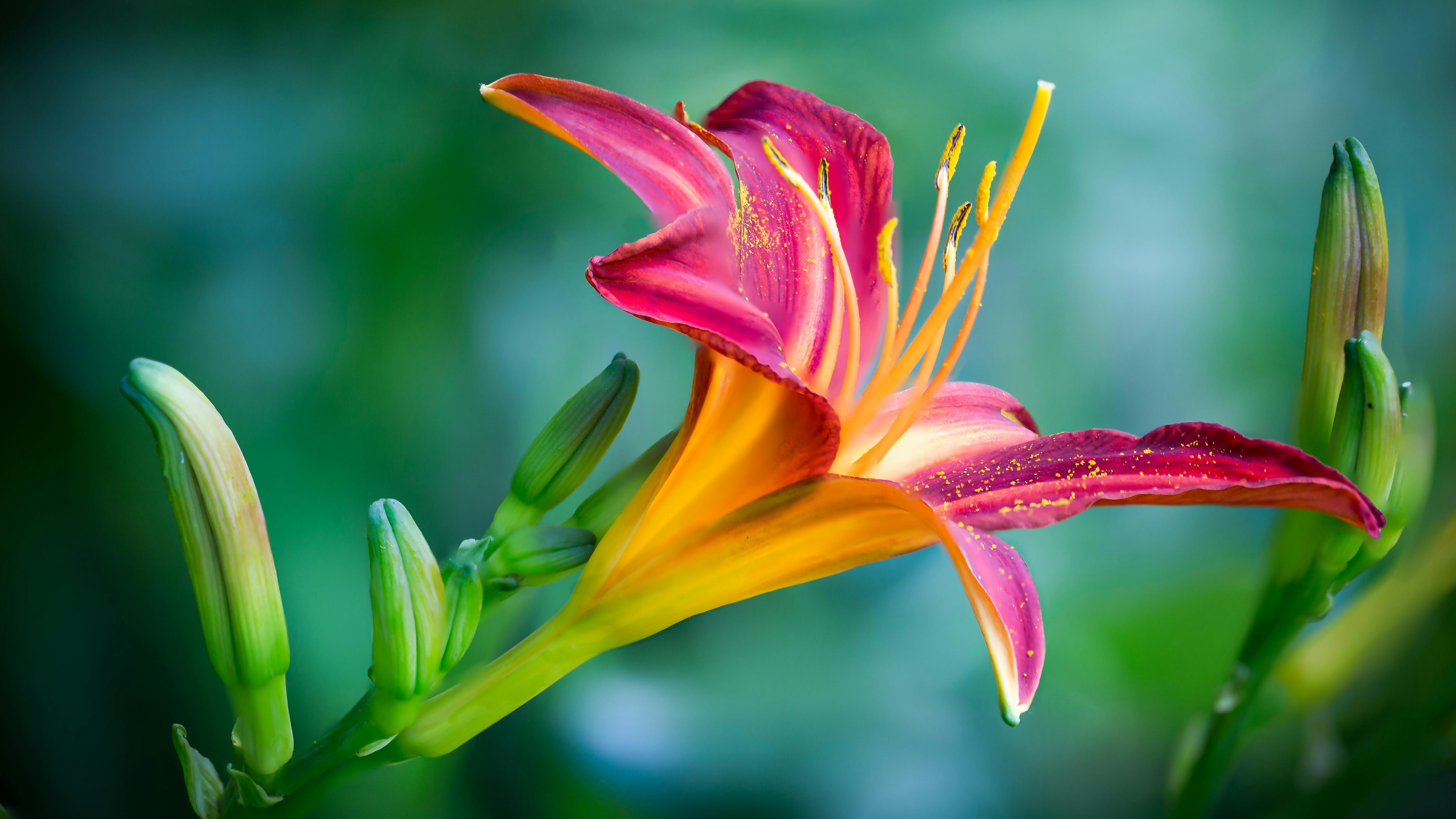 百合花