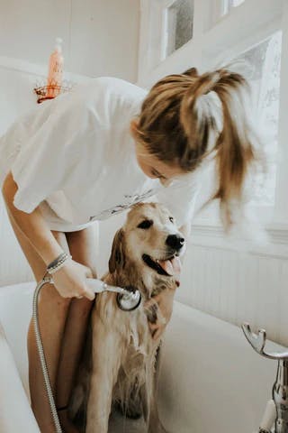 Bathing dog image