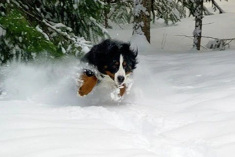 running dog