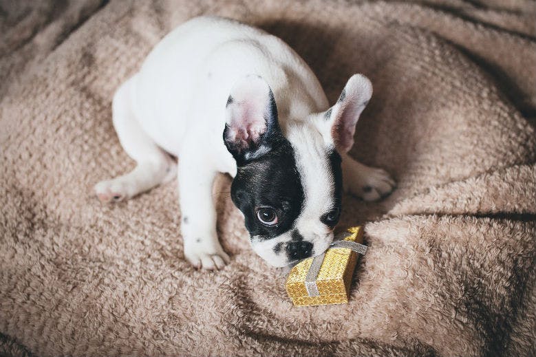dog image