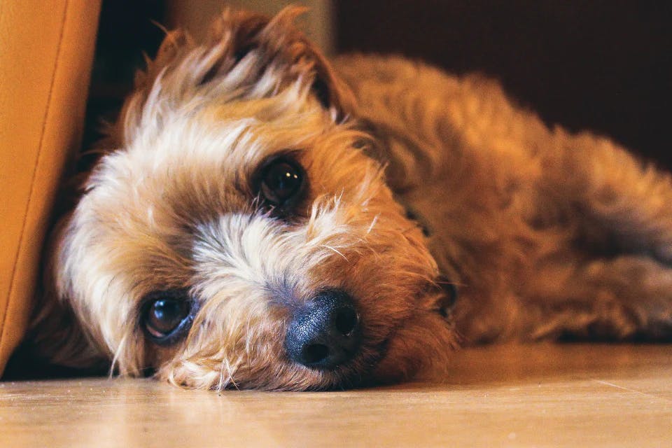 dog lying down