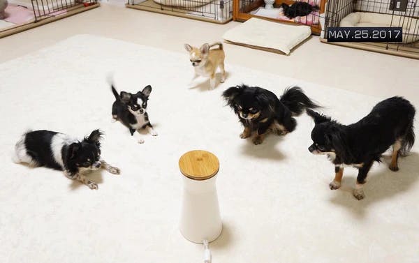 owners of multiple dogs