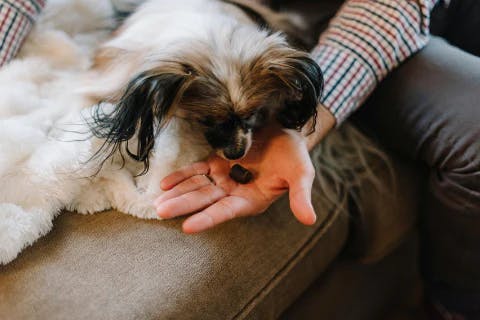Dog eating image
