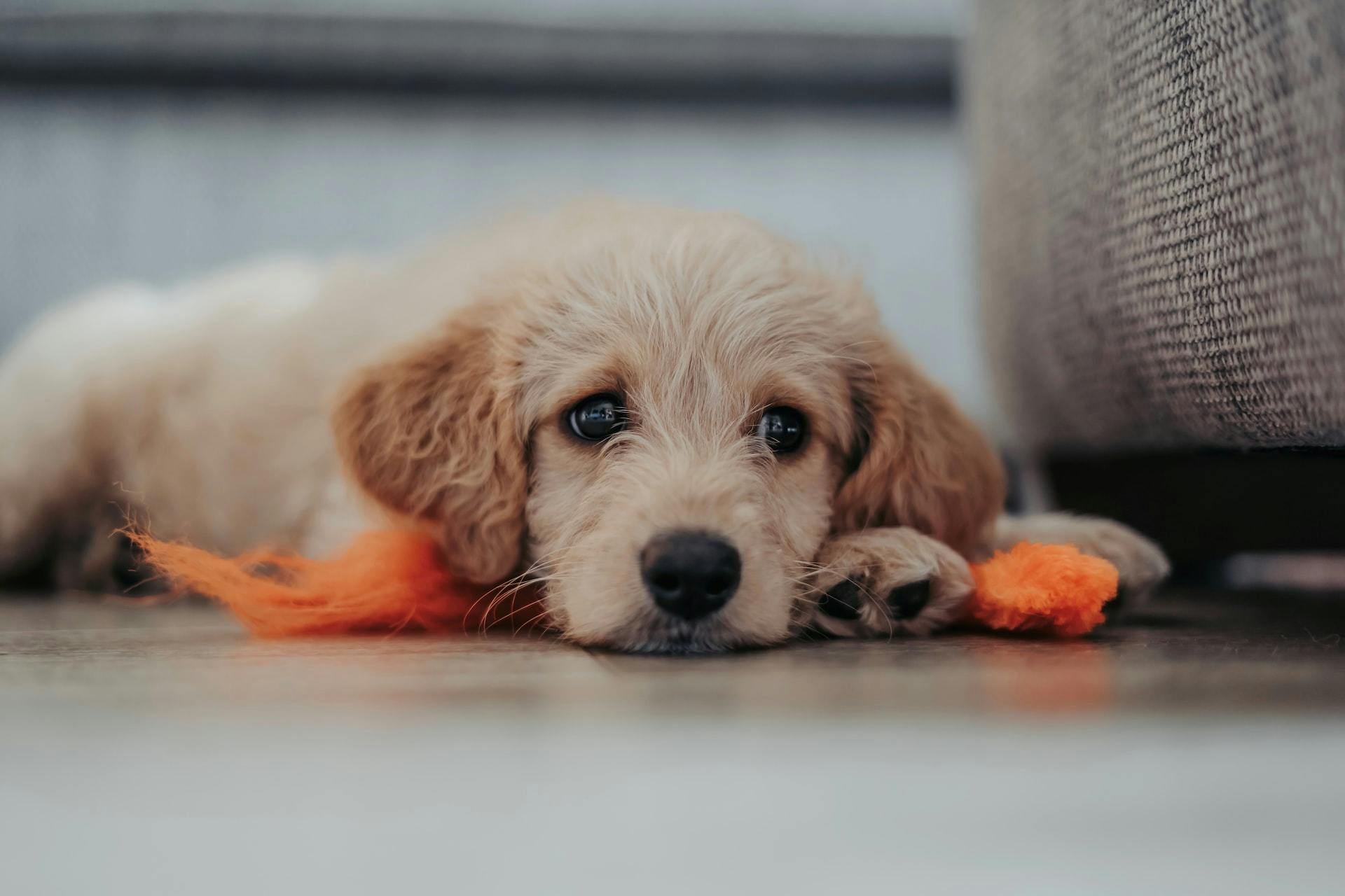 Dog lying on ground