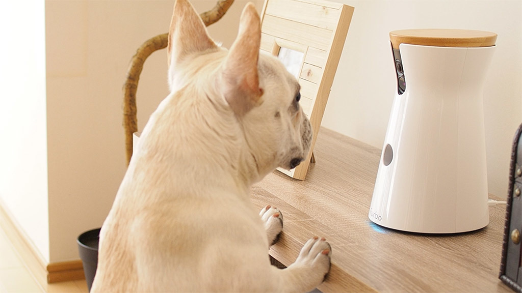 ひとりでお留守番していても、寂しくなんかないっ！ ワンちゃん目線で