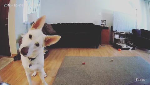 dog image