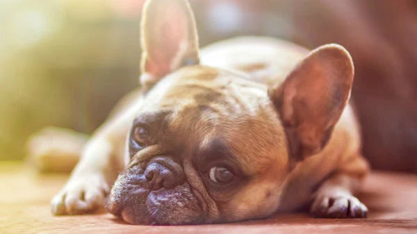 How to Tell if Your Dog Has Heat Stroke: Symptoms, Treatment & Prevention