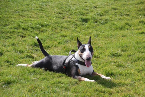 Dog lying on the grass