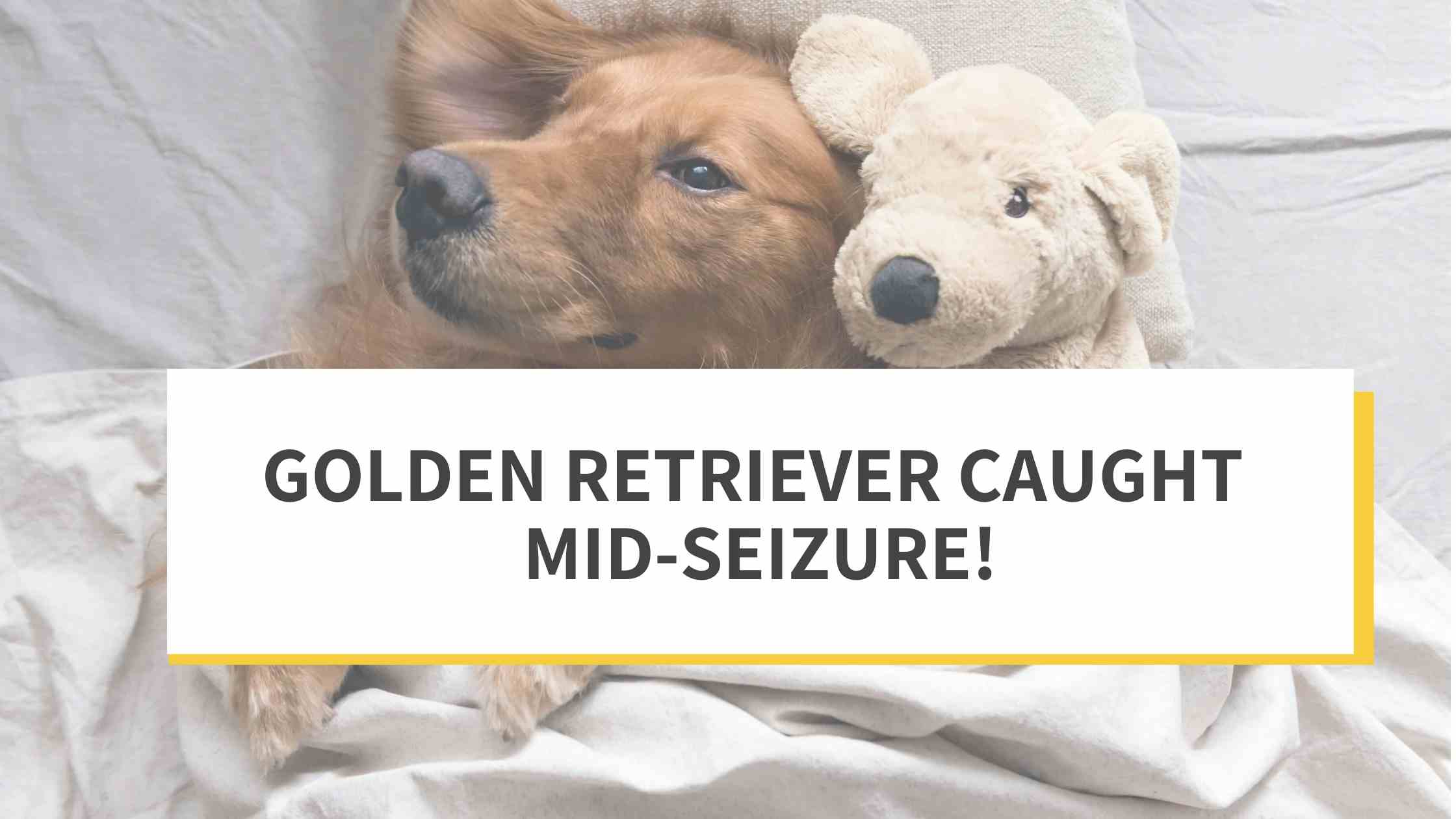 https://images.prismic.io/furbo-prismic/582b3b02-0c96-4b9f-912e-b167730b352e_golden-retriever-caught-mid-seizure_cover.webp?auto=compress%2Cformat&q=5