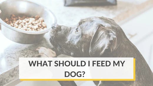 Best diet for my cheap dog