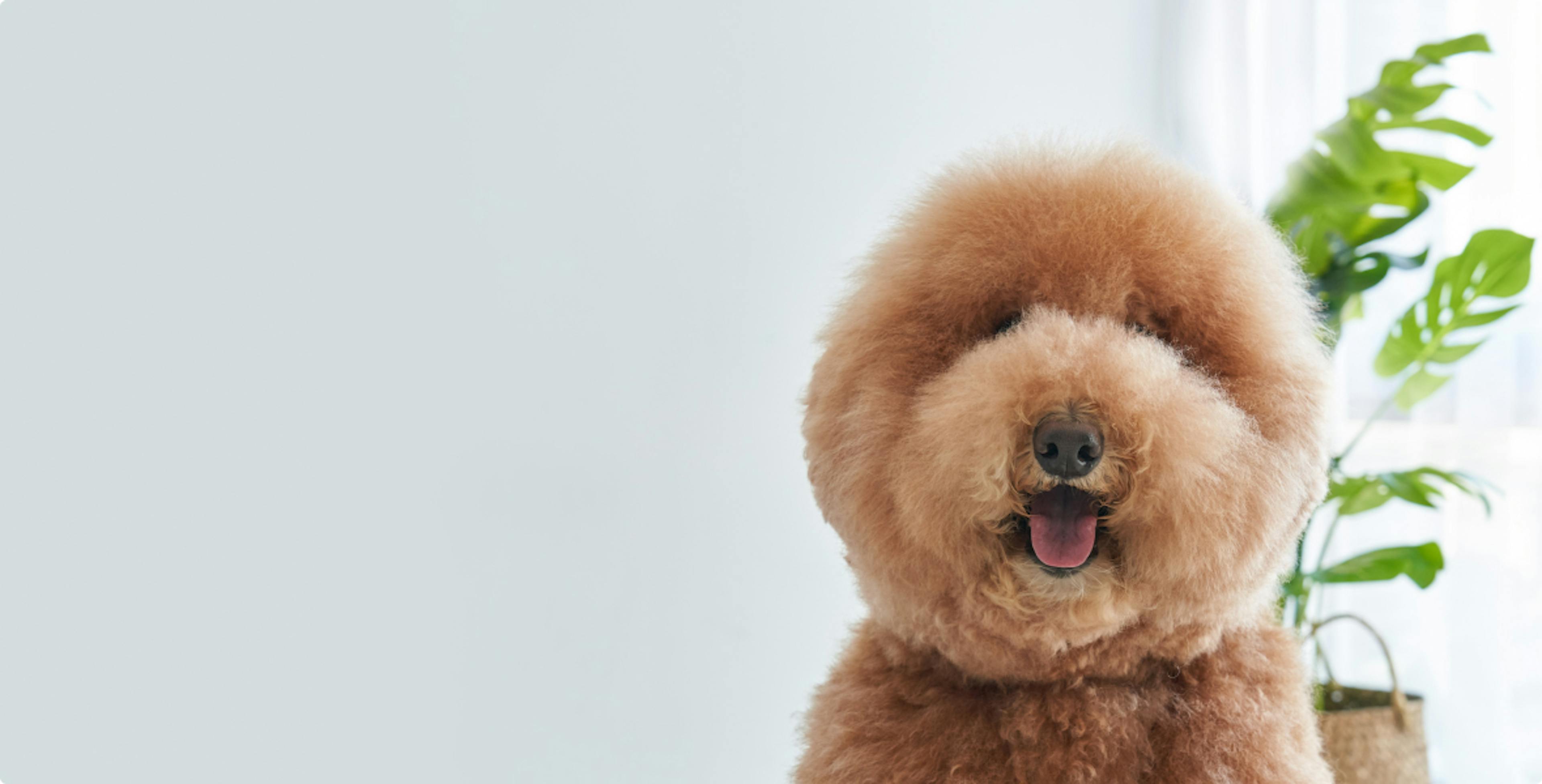 Furbo tiene la misión de mantener a todos los perros seguros y felices