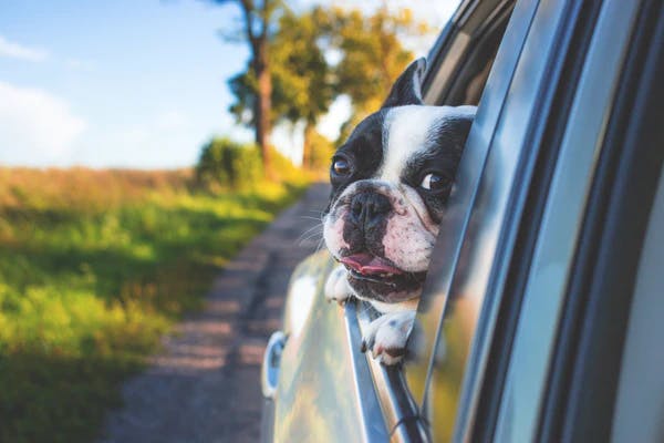 Designated Dog Dogfred knows how to celebrate National Dog Day