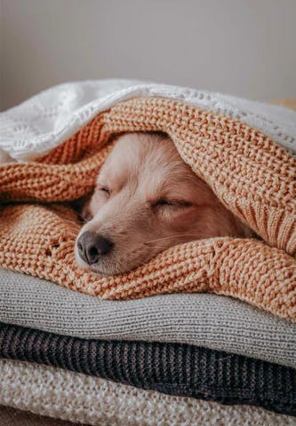 sleeping dog image