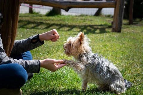 shake paws image