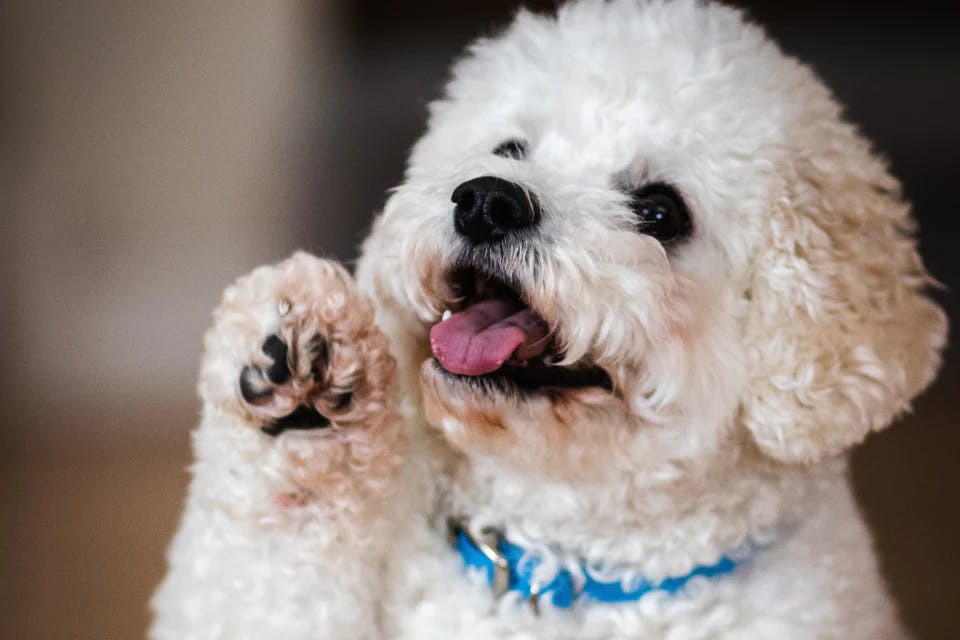 Dog Paws