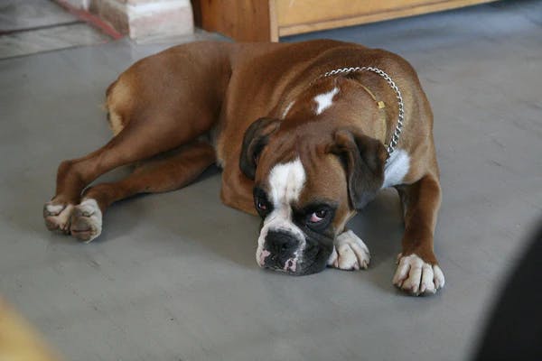 Dog image
