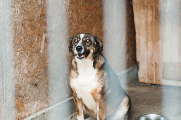 dog image