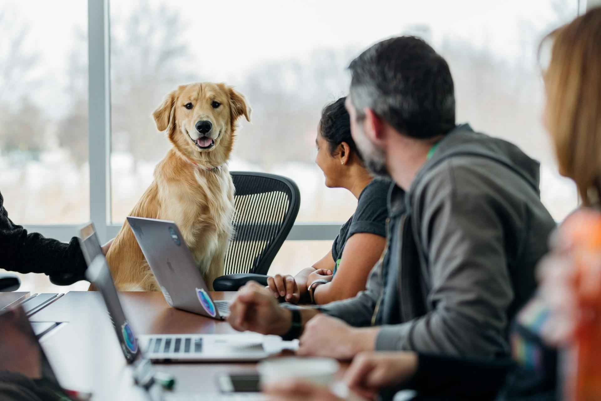 Dog in an office