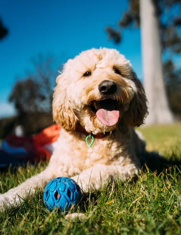 dog image