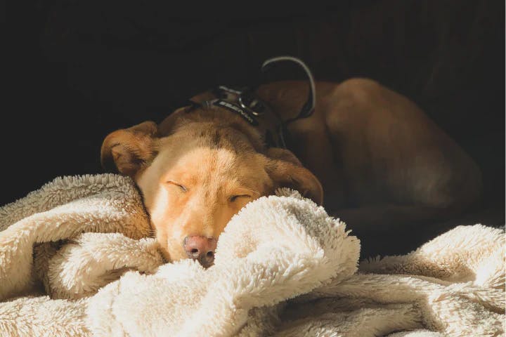 dog sleeping image