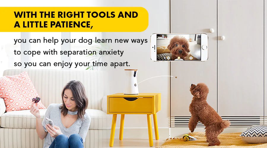 With the right tools and a little patience, you can help your dog learn new ways to cope with separation anxiety