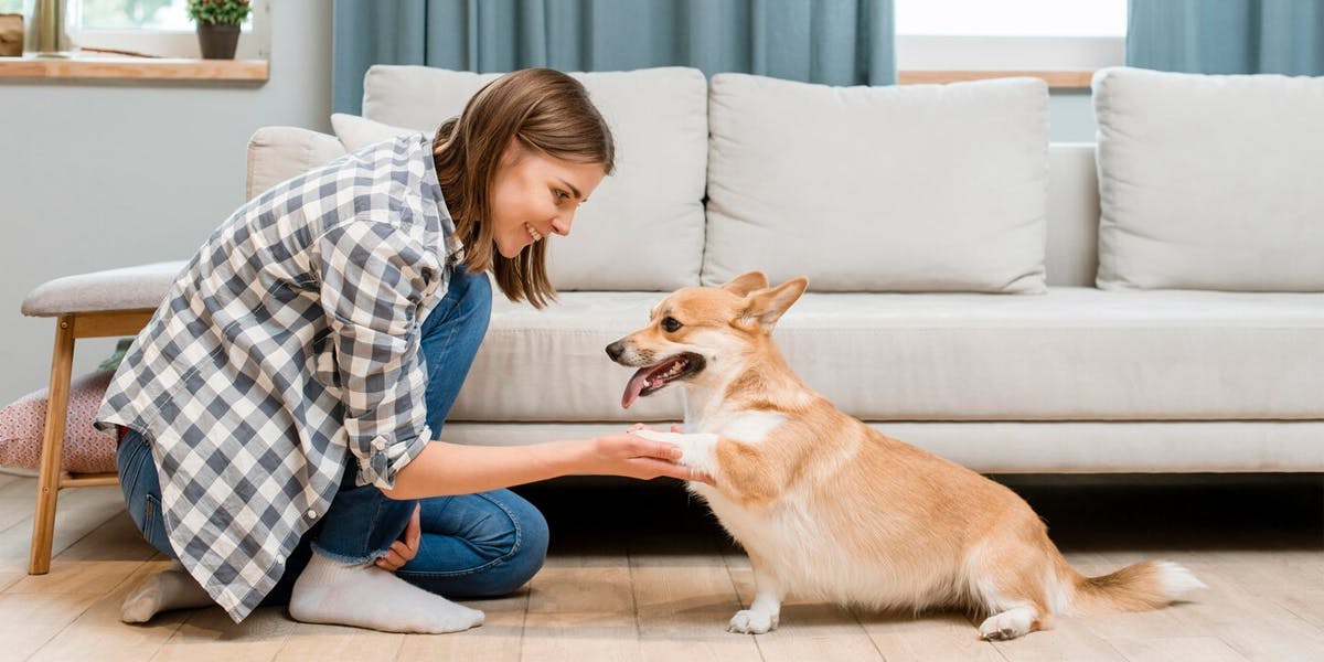 Woman shaking a paw with a corgi