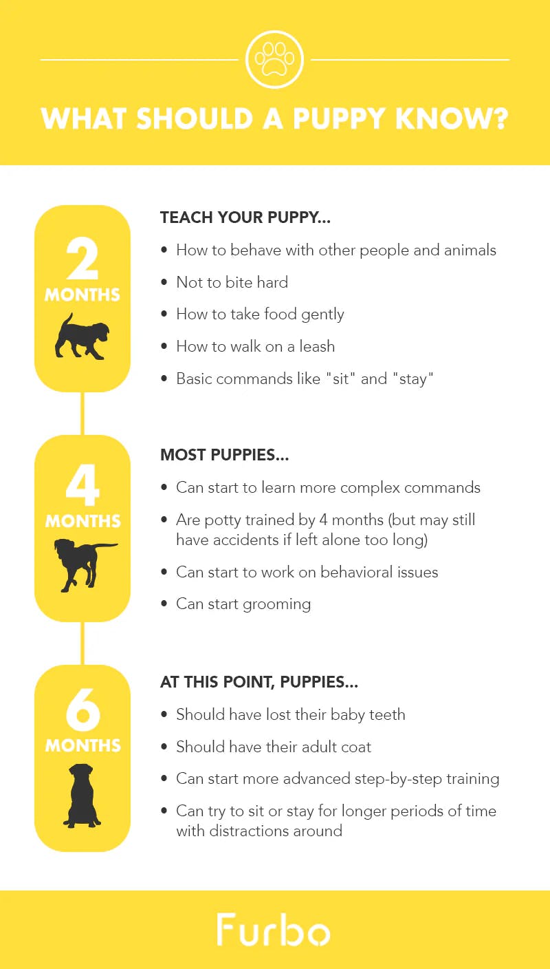 how old should a puppy be to train