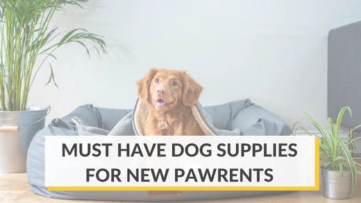 https://images.prismic.io/furbo-prismic/6a09eebc-cf6b-465a-a1fe-5ddccca19db3_pet-supplies-must-haves-for-new-dog-owners-1.webp?auto=compress,format