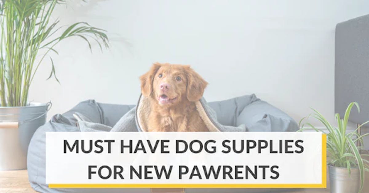 https://images.prismic.io/furbo-prismic/6a09eebc-cf6b-465a-a1fe-5ddccca19db3_pet-supplies-must-haves-for-new-dog-owners-1.webp?auto=compress,format&rect=0,10,520,272&w=1200&h=628
